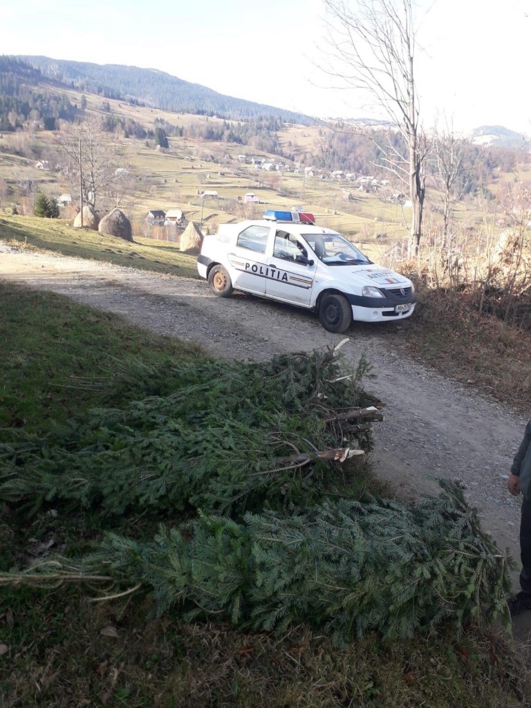 Peste 240 de pomi de Crăciun, confiscați de polițiști