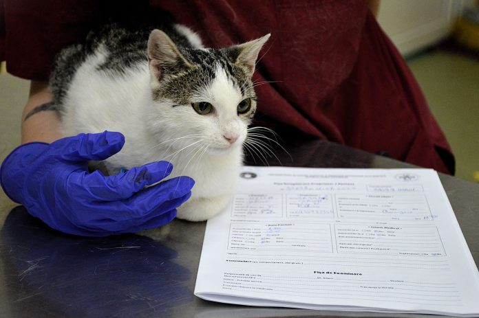 sterilizări gratuite câini si pisici, cluj24h, USAMV Cluj Napoca, animale fara stapâni, animale de companie