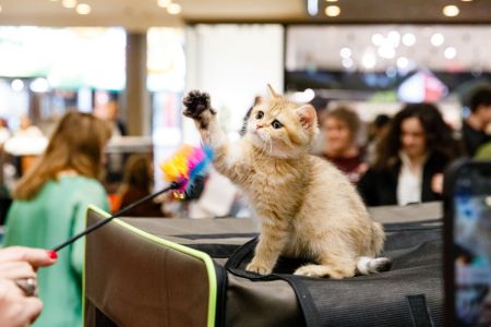 Competiție de pisici, cluj24h.ro, WCF International Cat Show, știri din cluj, Iulius Mall