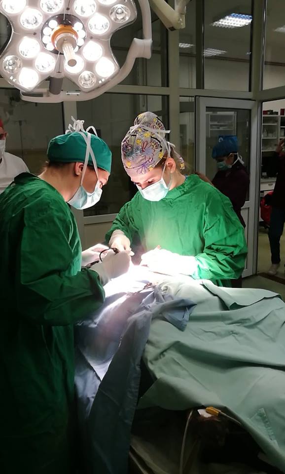 Acțiune caritabilă a studenților de la Medicină Veterinară, USAMV Cluj-Napoca: sterilizări gratuite pentru căței și pisici fără stăpân