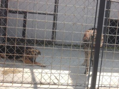 280 de căței de la Centrul de gestionare câini fără stăpân Cluj-Napoca așteaptă să fie adoptați