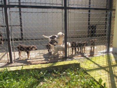 ”Ziua porților deschise” la Centrul de Întreținere și Adăpost Câini Fără Stăpân