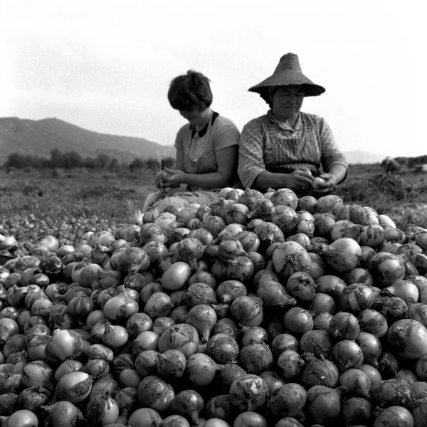 „De unde ne hrănim”- expoziţie foto inedită cu muncitori agricoli clujeni dinainte de 1989