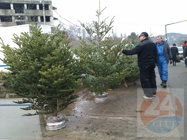 Cluj: Pomi de Crăciun confiscați și sancțiuni contravenționale aplicate de polițiștii clujeni.