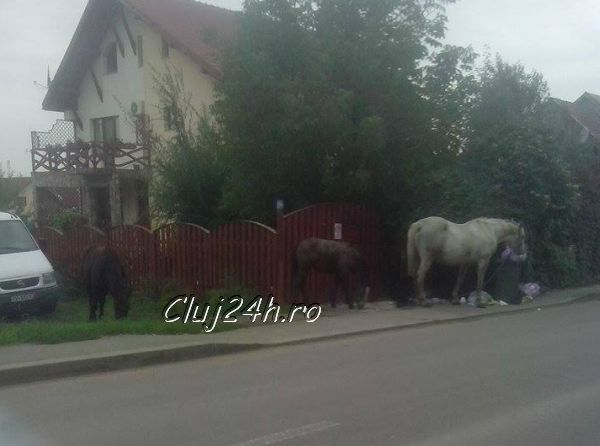 Floreşti: Bucuria cailor, azi au găsit tomberoanele pline. Primarul vrea saci în partea dorsală a cailor dar stăpânii lor fac legea