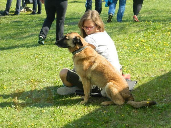 Consultare publică pentru regulamentul de deţinere a câinilor. Vor fi realizate parcuri pentru plimbat câinii