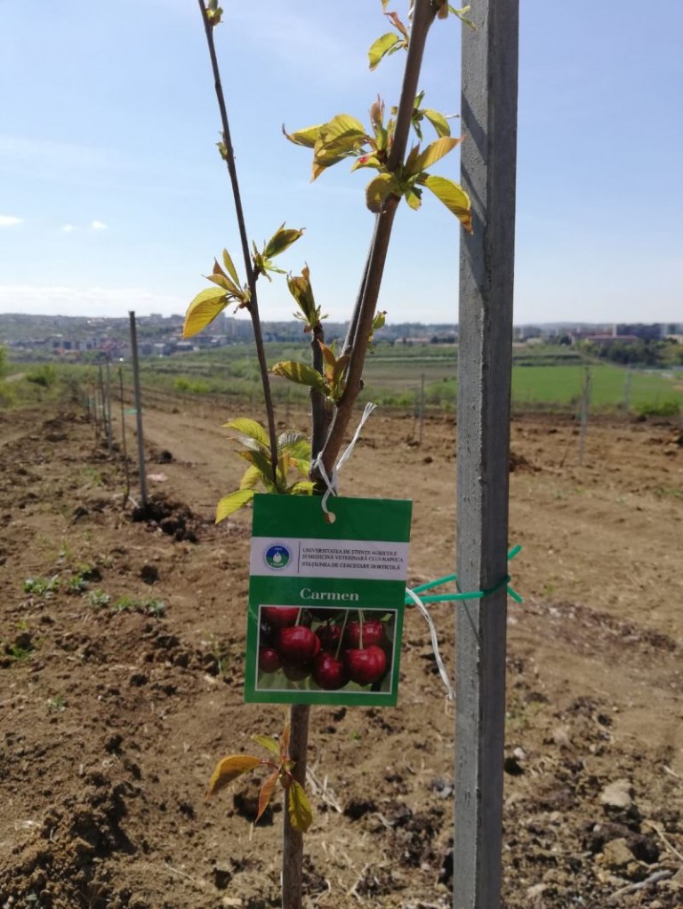 După 24 de ani, plantație de cireși și pruni înființată pe 3,5 hectare, la Stațiunea de Cercetări Horticole din cadrul USAMV Cluj-Napoca