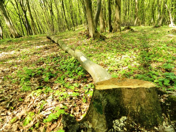România-infringement privind exploatarea forestieră ilegală.