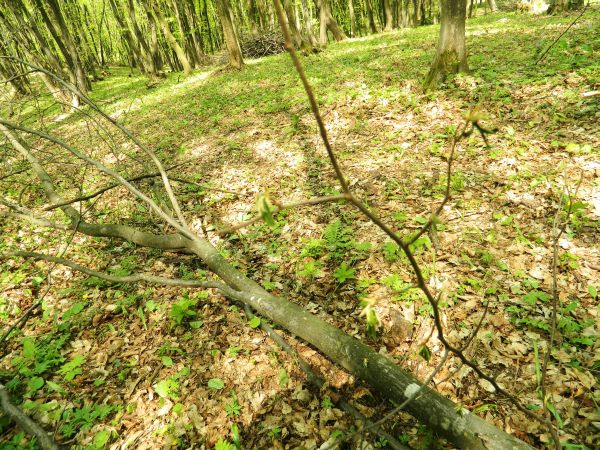 Infringement păduri: Comisia europeana îndeamnă ROMÂNIA să pună capăt exploatării forestiere ilegale
