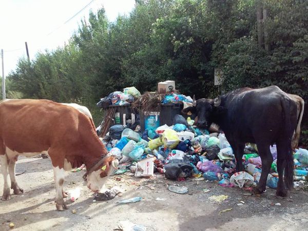 Florești: Quatro Eco Salub nu mai ridică gunoaiele? Nu-i nimic, le mănâncă animalele