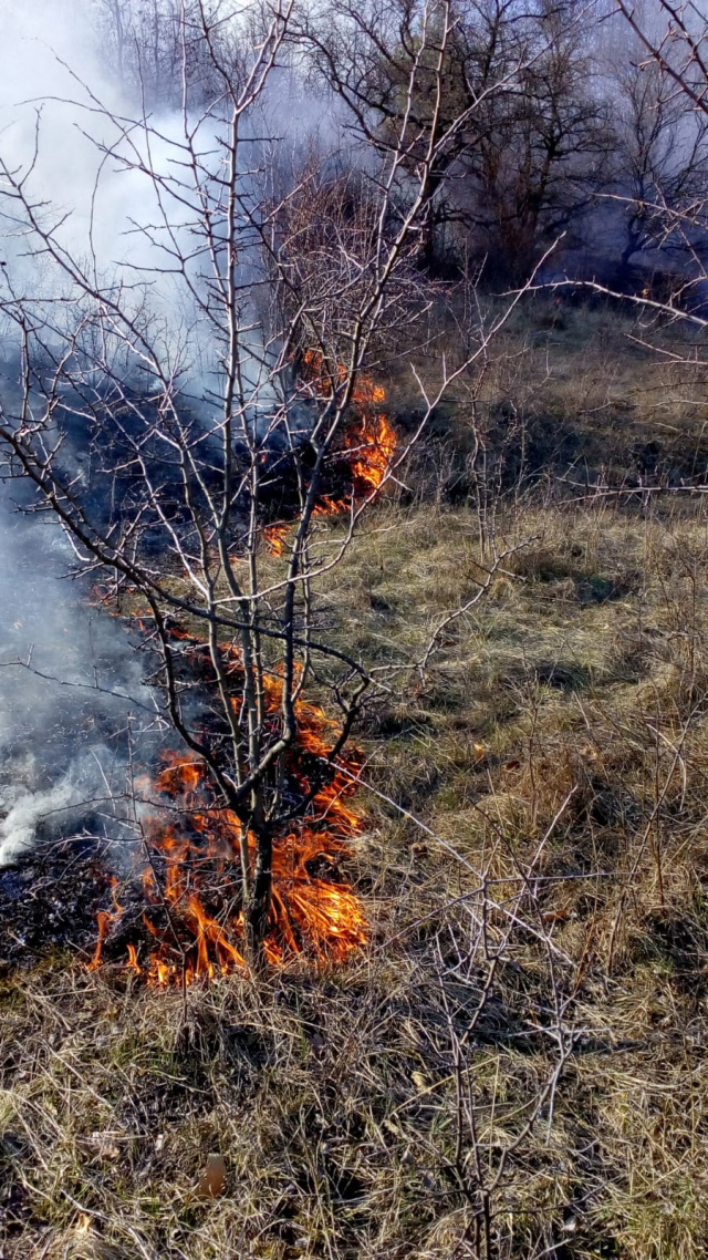 Reguli privind arderea vegetației uscate