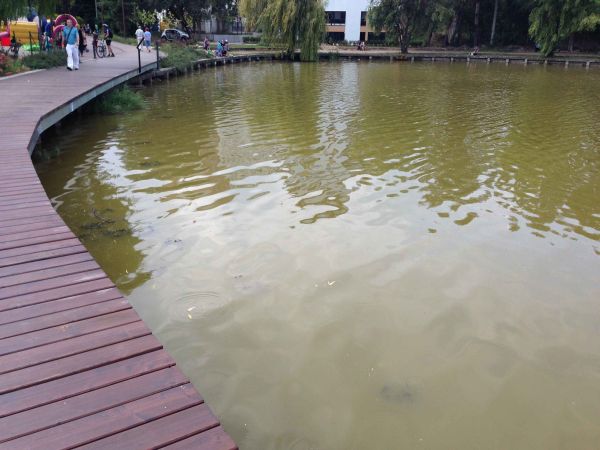 Un consilier local îi cere lui Boc să dispună curăţarea lacului de lângă mall-ul din Gheorgheni