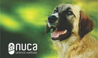Campanie de sterilizare și microcipare a câinilor şi pisicilor GRATUITE la Bonţida