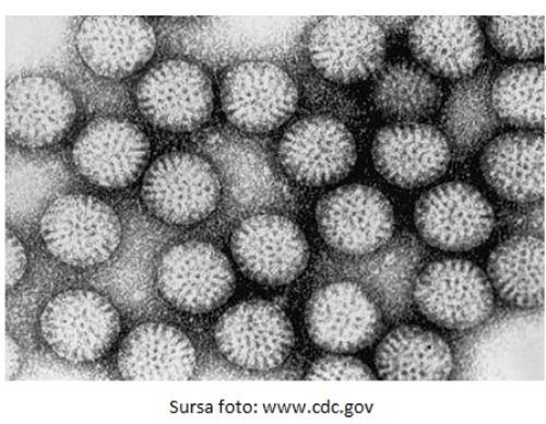 Rotavirus , cluj24h, andreea oprean, virus, rotavirus copii