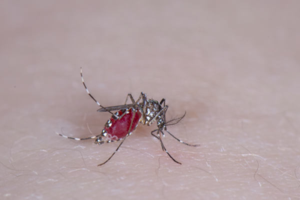 Proiect pilot USAMV: monitorizarea țânțarilor invazivi.